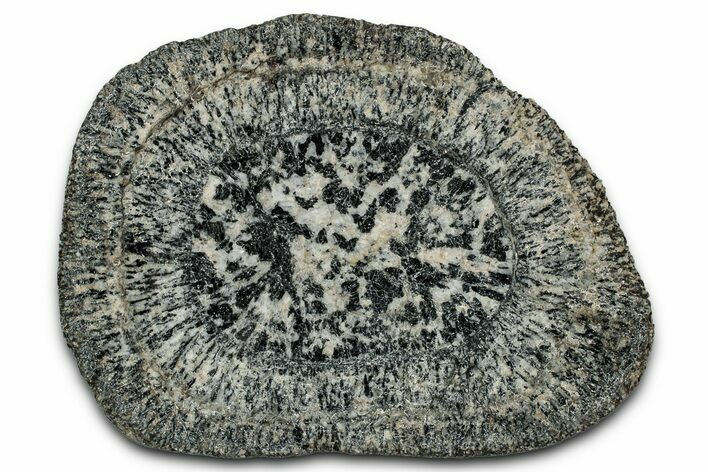 Polished Orbicular Granite Section - Western Australia #353165